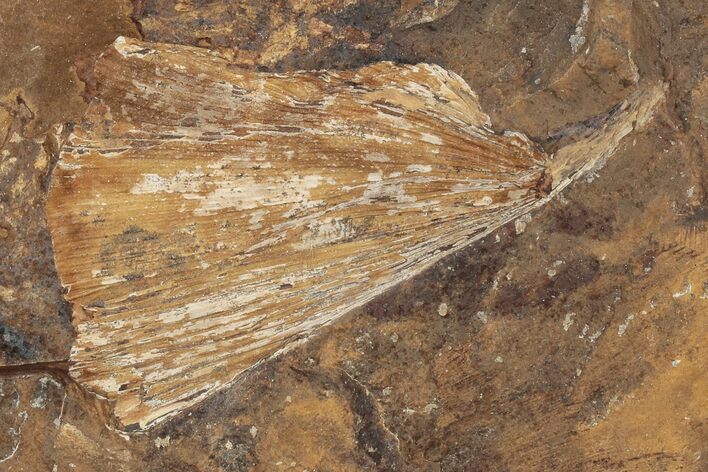 Fossil Ginkgo Leaf From North Dakota - Paleocene #188934